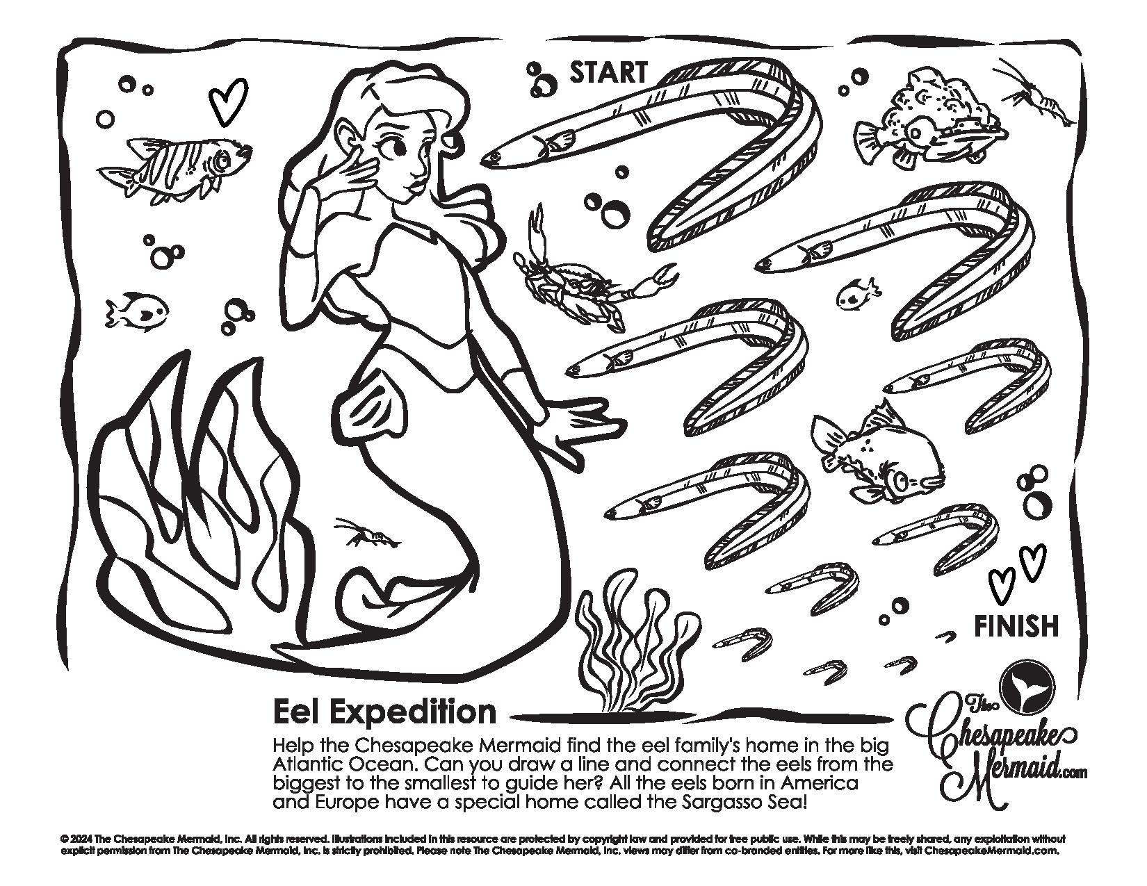 Eel Expedition!