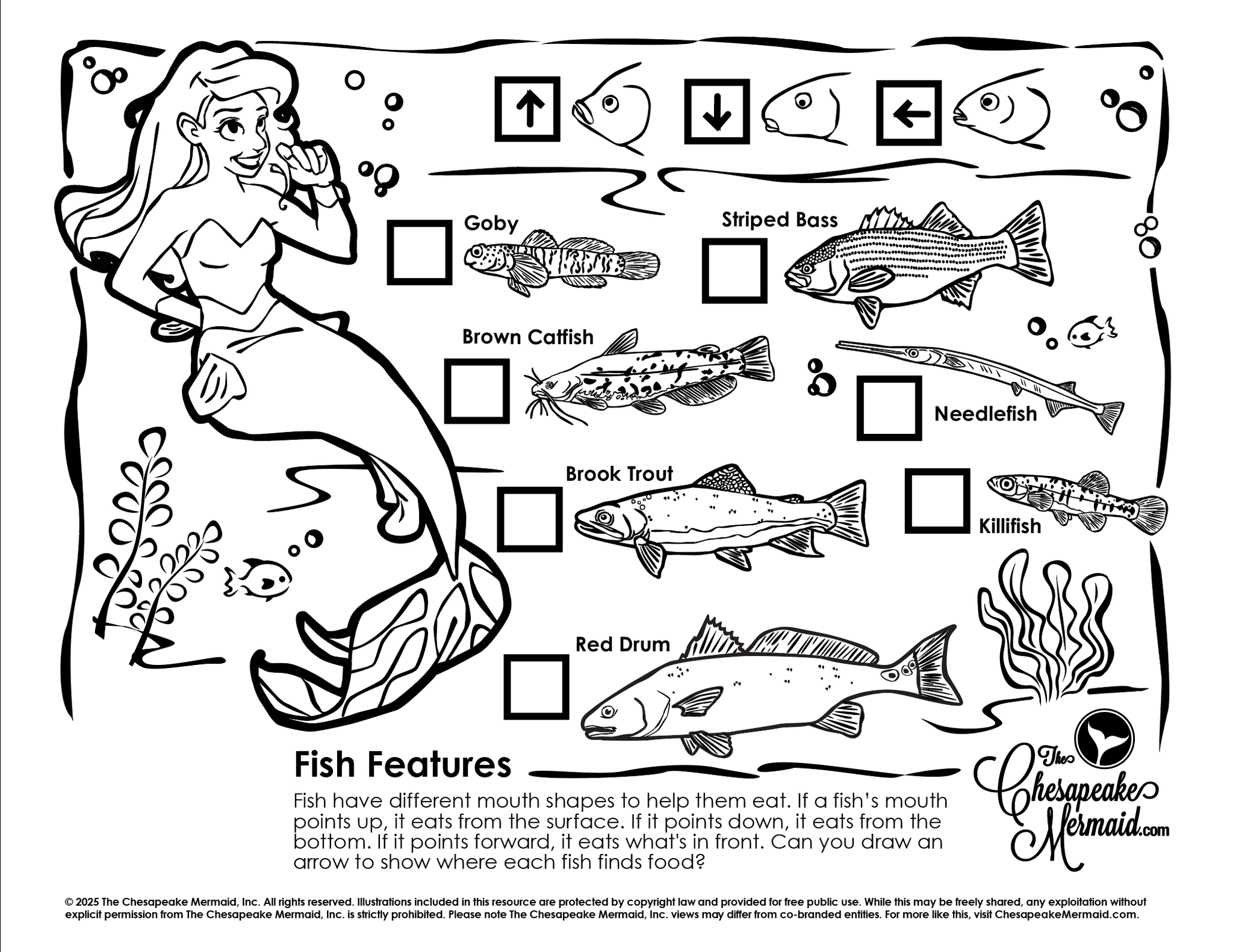 Fish Features